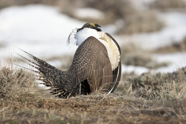 A male sage grouse during a lek, an event in which a group of males come together and put on mating displays for females. CREDIT: shutterstock