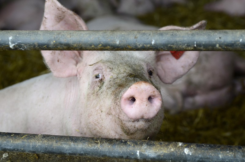 A new Carolina law makes it harder to report animal mistreatment — and environmental pollution. CREDIT: SHUTTERSTOCK