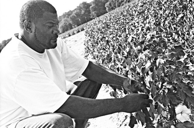 Andrew in the cotton field CREDIT: Scott Rodd, ThinkProgress