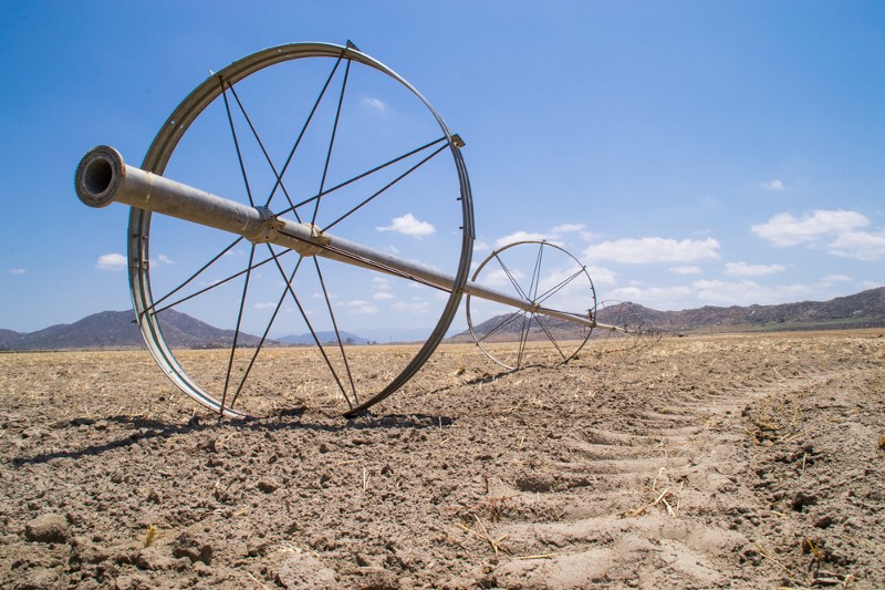 As California’s fields run dry, the state’s economy is expected to lose billions. CREDIT: SHUTTERSTOCK