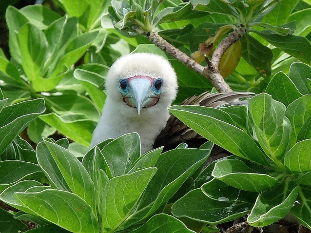 A red-footed booby peers out of the foliage at Palmyra Atoll National Wildlife Refuge in the Pacific. CREDIT: Laura Beauregard/USFWS