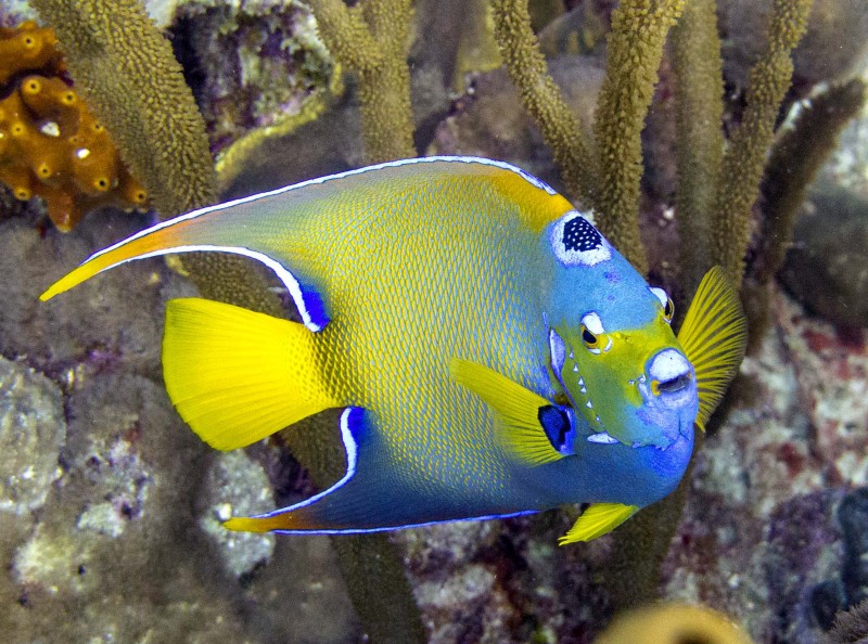 CREDIT: AP PHOTO/DAVID J. PHILLIP