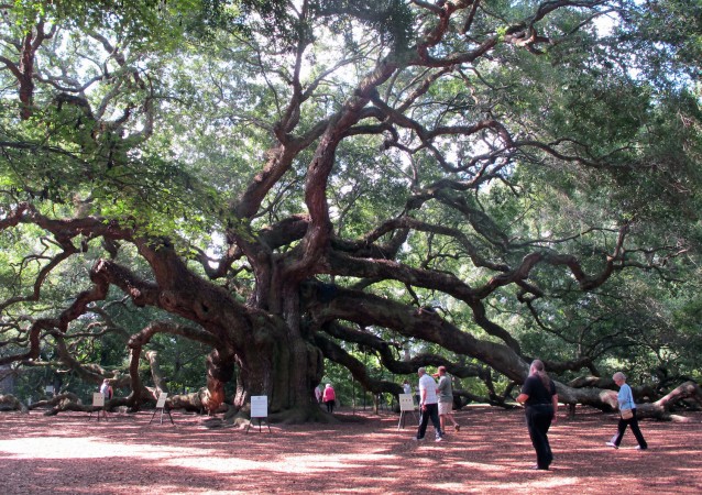 The “Angel Oak” on Johns Island near Charleston, S.C. CREDIT: AP Photo/Bruce Smith
