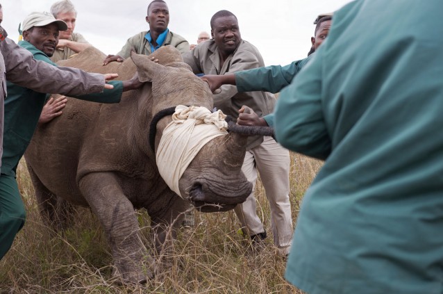 In this photo taken Monday, Oct. 13, 2014, a white Rhino from Kube Yini Private Game Reserve in KwaZulu-Natal is captured and moved to a truck after its partner was killed by poachers near the town of Hluhluwe, South Africa. CREDIT: AP Photo/Robin Clark