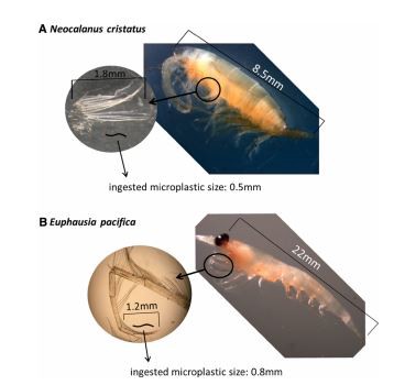 Zooplankton are shown to have ingested tiny particles of plastic. CREDIT: Archives of Environmental Contamination and Toxicology
