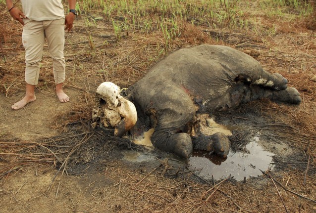 In this Tuesday, Nov. 18, 2014 photo, an activist inspects one of two dead Sumatran elephants allegedly snared and killed by poachers for their tusks, in Tebo district of Jambi province on Sumatra island, Indonesia. CREDIT: AP Photo