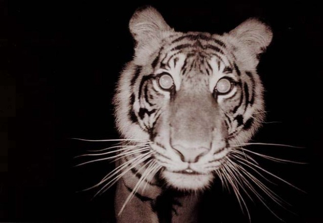 Camera trap image of wild Sumatran tiger, 2006. CREDIT: Wikimedia Commons