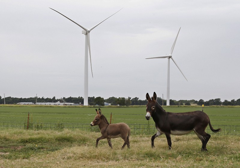 In this July 28, file 2014 photo, two donkeys run through a pasture in front of wind turbines in Calumet, Okla. Tax credits that helped lure dozens of wind farms to Oklahoma are now being blamed as an example of costly tax subsidies that are helping to blow a hole in the state’s budget and are now being targeted for elimination by the Legislature. CREDIT: AP PHOTO/SUE OGROCKI