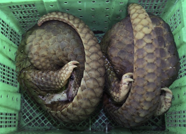Two rescued pangolins sit in a basket during a news conference in Bangkok, Thailand, Thursday, June 7, 2012. Thai customs rescued 110 pangolins worth about $35,500 that they say were to be sold outside the country as exotic food. CREDIT: AP Photo/Sakchai Lalit)