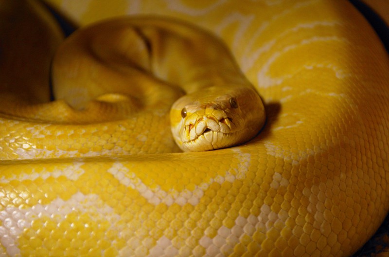 CREDIT: SHUTTERSTOCK