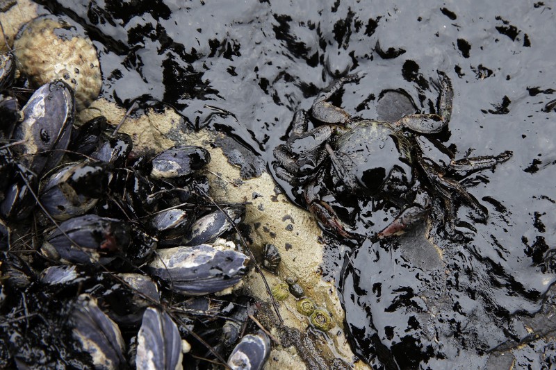 California mussels and a crab are covered in oil at Refugio State Beach, after a pipeline spilled more than 7,700 gallons of oil this May. CREDIT: AP PHOTO/JAE C. HONG