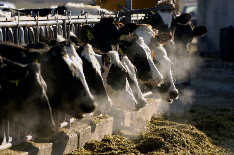 A line of Holstein dairy cows feed through a fence at a farm outside Jerome, Idaho. CREDIT: AP PHOTO/CHARLIE LITCHFIELD, FILE