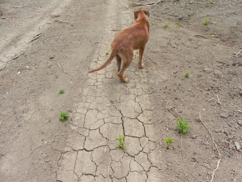 Fernandez’ dog Martes paces the cracked, dry land on his farm. CREDIT: Alice Ollstein