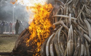 In March, Kenyan officials set fifteen tons of elephant tusks on fire during an anti-poaching ceremony at Nairobi National Park in Nairobi, Kenya.