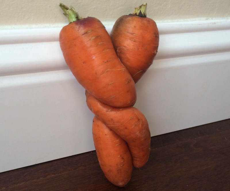Jordan Figueiredo wants you to be able to buy these amorous carrots wherever carrots are sold. CREDIT: JORDAN FIGUEIREDO