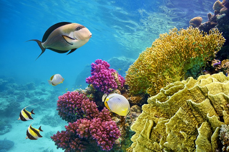CREDIT: SHUTTERSTOCK