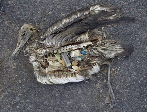 The unaltered stomach contents of a dead albatross chick photographed on Midway Atoll National Wildlife Refuge in the Pacific in September 2009 include plastic marine debris fed the chick by its parents. CREDIT: Chris Jordan/wikimedia commons
