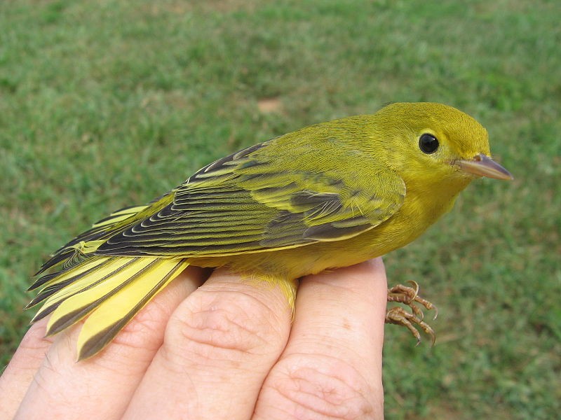 A yellow warbler. CREDIT: WIKIMEDIA COMMONS