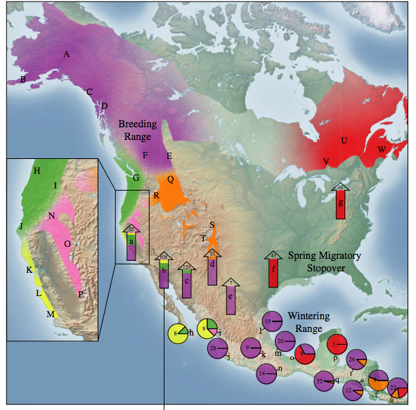 The migration map for the wilson’s warbler. CREDIT: Kristen Ruegg et al/Molecular ecology