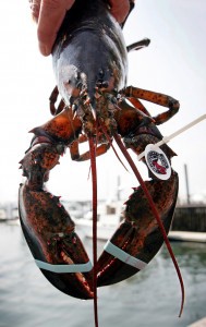 Maine’s lobster industry, estimated to contribute more than $1 billion annually to the state’s economy, could be impacted by ocean acidification. CREDIT: AP Photo/Robert F. Bukaty, FILE