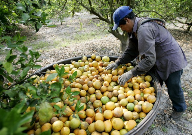 Celestino Galindo Dominguez, 34, of Veracruz, Mexico, works at a citrus farm owned by Sorrells Brothers Inc. in the Central Florida town of Arcadia, Fla. CREDIT: AP Photo/Lynne Sladk