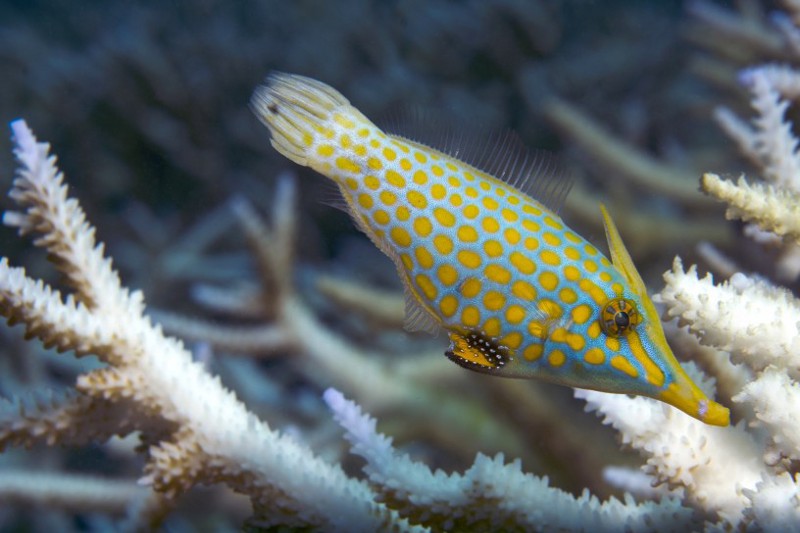 A long-nose file fish struggling to find coral polyps to eat. File fish are iconic reef fish that are totally reliant on healthy corals for food. CREDIT: XL Catlin Seaview Survey