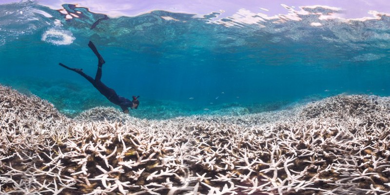 Alice Lawrence, a marine biologist, assesses the bleaching at Airport Reef in American Samoa. CREDIT: XL Catlin Seaview Survey