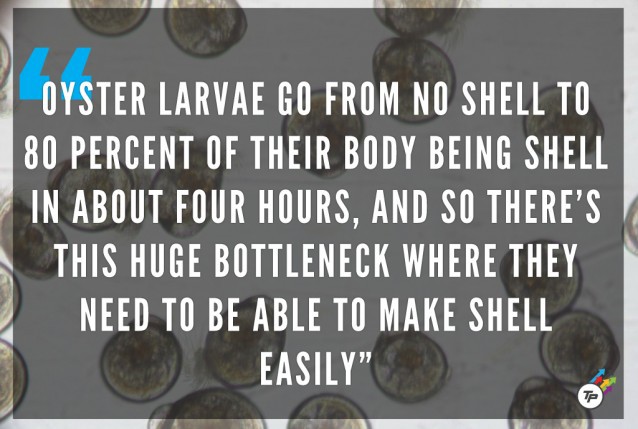 CREDIT: Dylan Petrohilos/Whiskey Creek Shellfish Hatchery