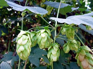 Humulus lupulus, whose flowers could help protect bees against varroa mites. CREDIT: wikimedia commons