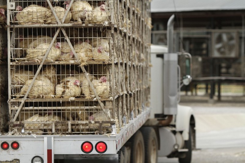 A truckload of live turkeys arrives at the Cargill turkey processing plant in Springdale, Ark., Antibiotics can prevent animals from spreading diseases in tight shipping quarters like these. CREDIT: AP Photo/Danny Johnston