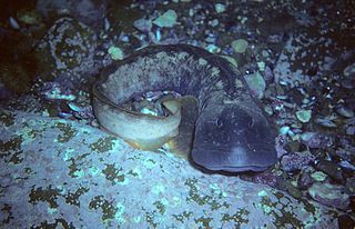 An ocean pout. CREDIT: wikimedia commons