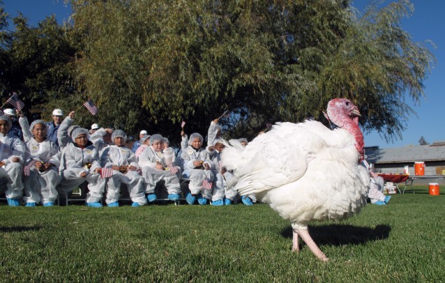 This picture taken Nov. 19, 2015, in Modesto, Calif., shows a turkey selected for a pardon from the Thanksgiving dinner table by President Obama. A class of fifth grade students from nearby Eisenhut Elementary School cheered for their favorite as Foster Farms staffers picked the prized bird. The lucky turkey was selected on Thursday for a trip to the White House, where President Obama will pardon it in an annual tradition. (AP Photo/Scott Smith) CREDIT: AP Photo/Scott Smith