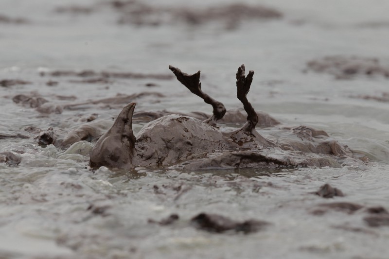An oiled bird lies on the beach at East Grand Terre Island along the Louisiana coast after being drenched in oil from the BP Deepwater Horizon oil spill. The company has been fined $20 billion. CREDIT: AP PHOTO/CHARLIE RIEDEL
