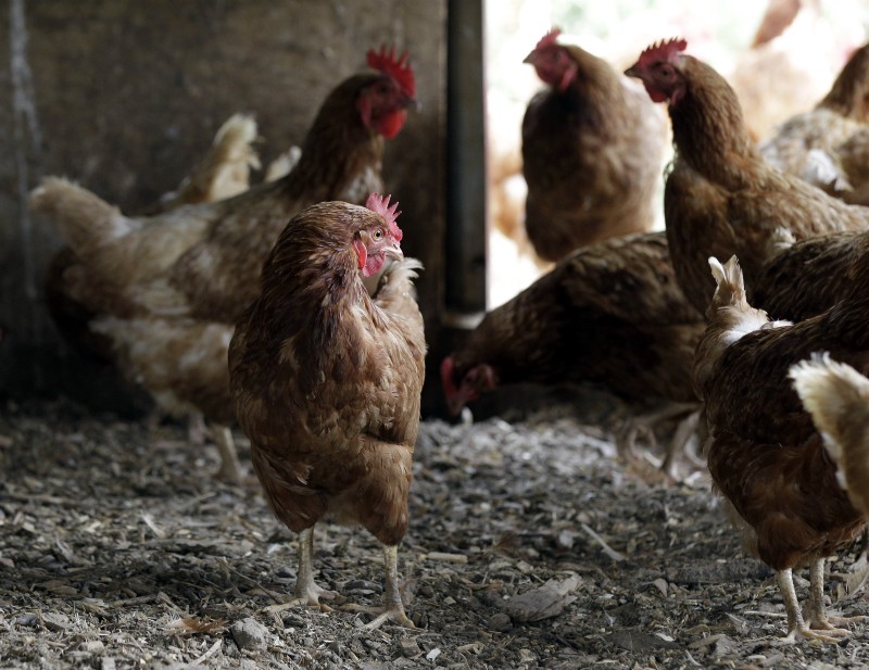 Chickens at a Maryland farm in 2010. Maryland is one of the country’s top poultry producers. CREDIT: AP PHOTO/ROB CARR