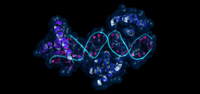 Computer-generated representation of DNA binding domains of the transcription factors Oct1 and Sox2 CREDIT: Shutterstock/ Laurel Raymond