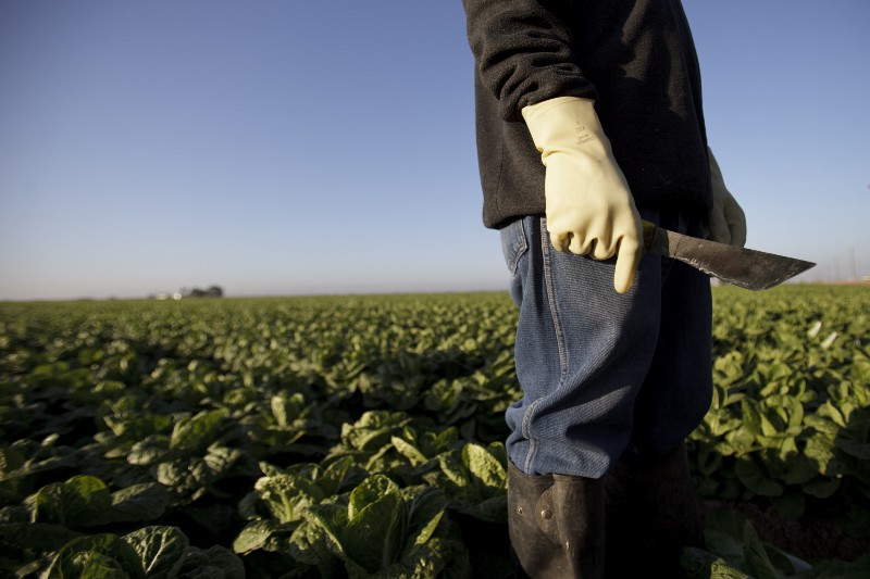Farm worker Manuel Soto holds his knife before beginning work in the lettuce fields in Imperial Valley, Calif. (AP Photo/Gregory Bull)
