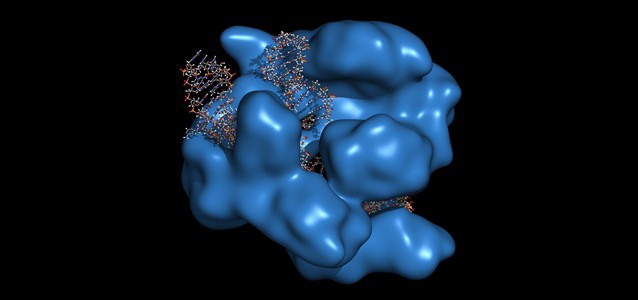 CRISPR-CAS9 gene editing complex from Streptococcus pyogenes. The Cas9 nuclease protein uses a guide RNA sequence to cut DNA at a complementary site. CREDIT: Shutterstock/Laurel Raymond