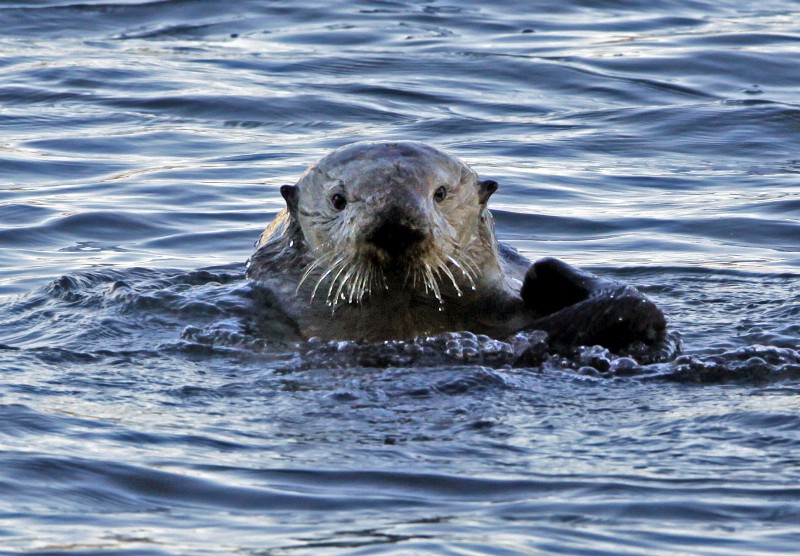 A sea otter is seen in Morro Bay, Calif., Friday, Jan. 15, 2010. CREDIT: AP PHOTO/REED SAXON