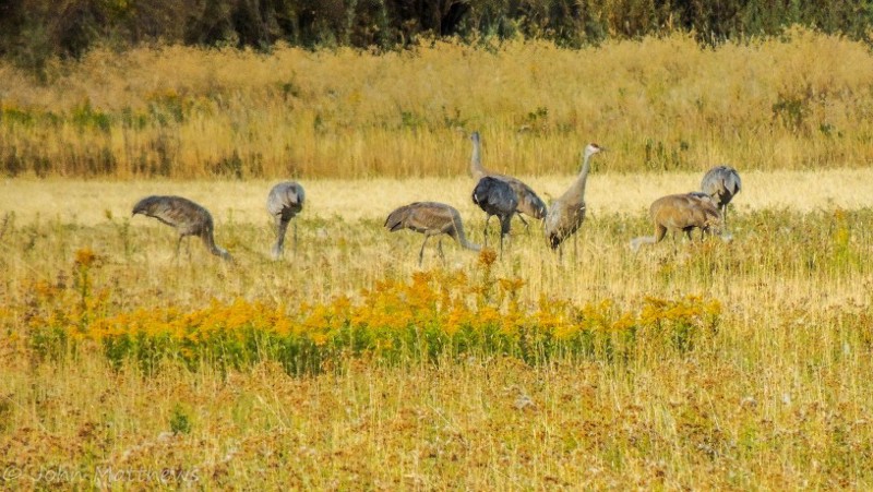 A photo from the Malheur National Wildlife Refuge, where an armed militia is currently occupying. CREDIT:John Matthews/Flickr