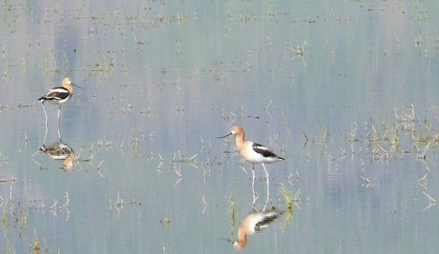 CREDIT: Oregon Department of Fish & Wildlife