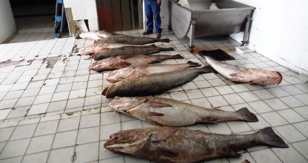 Totoaba, an endangered fish endemic of the Mexican Gulf of California, is a highly priced commodity in the black market. Smuggling continues despite international law enforcement efforts, environmentalist say. CREDIT: PROFEPA