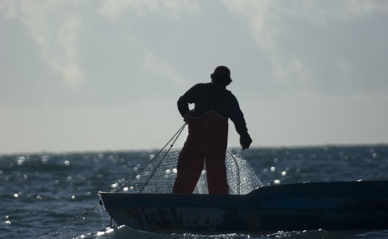 The illegal fishing and trade of endangered totoaba, a fish desired in Asian communities for its perceived medicinal properties, has taken the sea mammal called vaquita, to near extinction in the Gulf of California CREDIT: ENVIRONMENTAL INVESTIGATION AGENCY