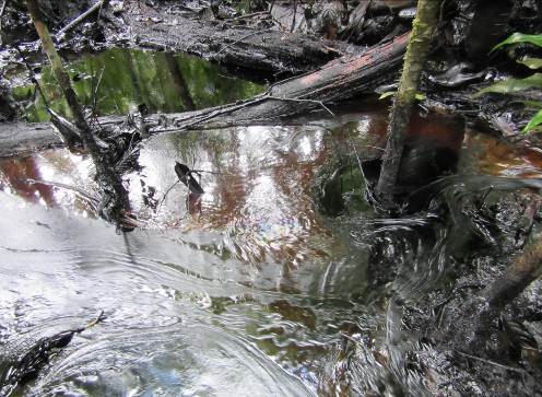 View of oil damage near the Morona district. CREDIT: OEFA