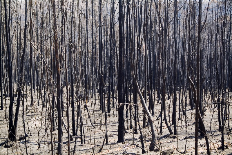 Tasmania has for the past two weeks experienced multiple wildfires that have threatened even UNESCO World Heritage protected forests. CREDIT: SHUTTERSTOCK