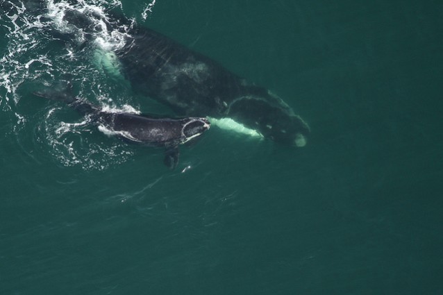 Right whales 16 miles off Cumberland Island, GA on January 26, 2013. CREDIT: Flickr/FWC Fish and Wildlife Research Institute