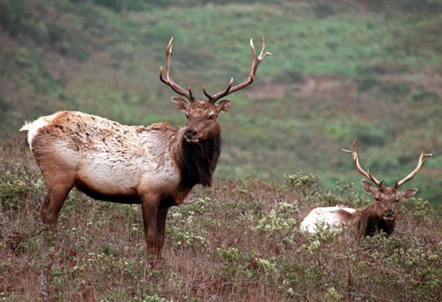 A pair of male tule elk are shown on Tomales Point in Point Reyes National Seashore. CREDIT: AP Photo/Eric Risberg