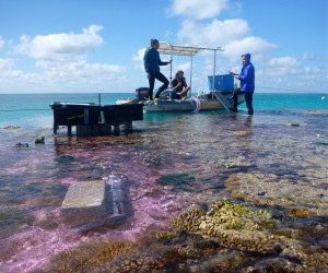 Research team pumping experimental seawater onto the reef flat. A pink dye tracer was used to track the movement of seawater. CREDIT: Ben Mason