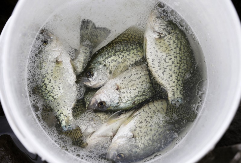 Mercury levels can be decreased with regulation, researchers found. CREDIT: AP PHOTO/CHARLIE NEIBERGALL