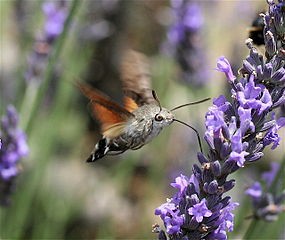 A hummingbird hawk-moth. CREDIT: wikimedia commons