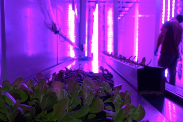 Hydroponic lettuce grows under LED lighting in a Freight Farms unit. CREDIT: Freight Farms